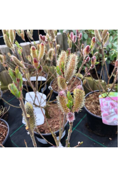 Верба рожева Маунт Асо пухнасті суцвіття